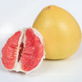 Hot Selling Citrus New Crop Chinese Grapefruit Shaddock Red Pomelo